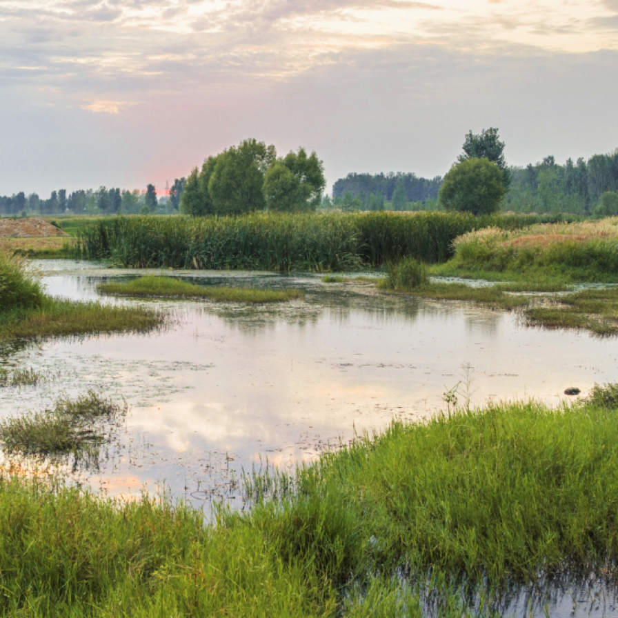 ACC04P01 Wetlands for Life and Prosperity: Restoration of the Ramsar Site in the Morava River Alluvium